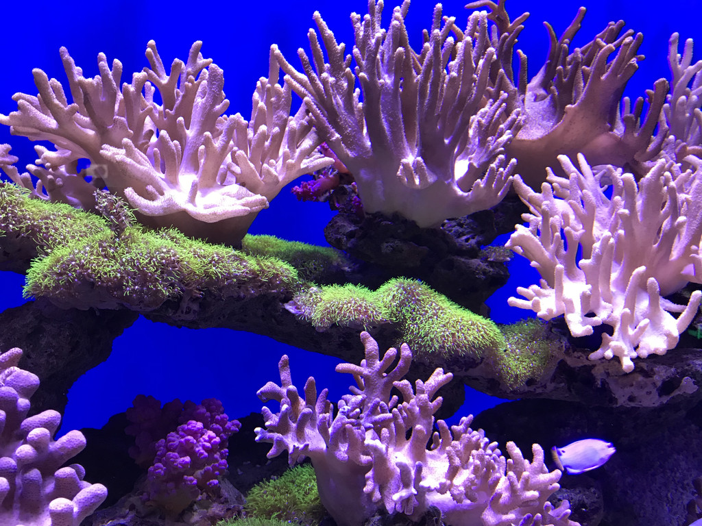 海底世界--珊瑚馆