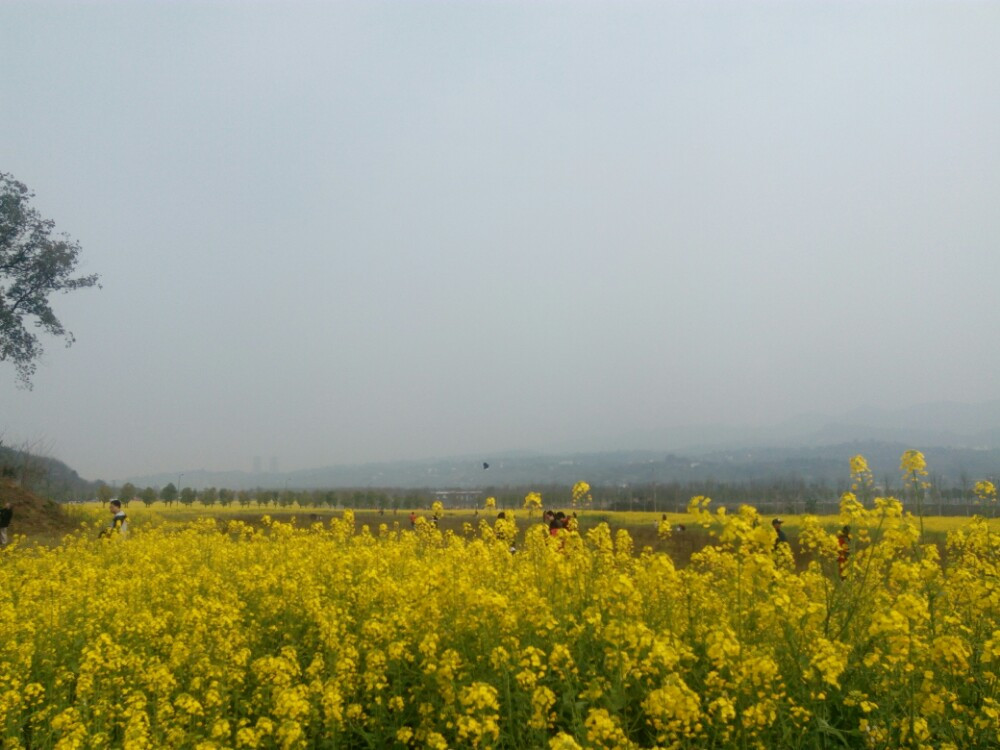 重庆南岸区广阳岛之油菜花