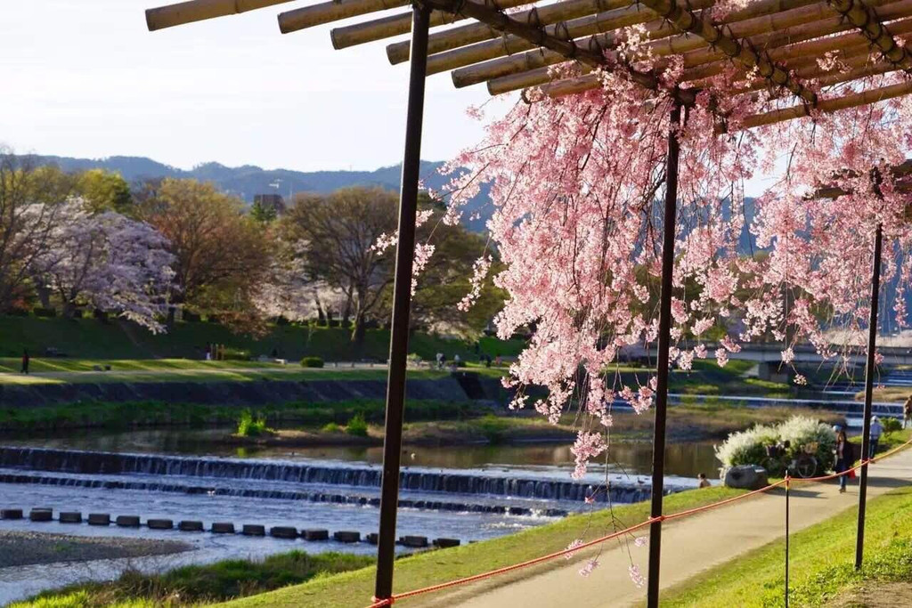 从东京到京都-樱花烂漫正当时