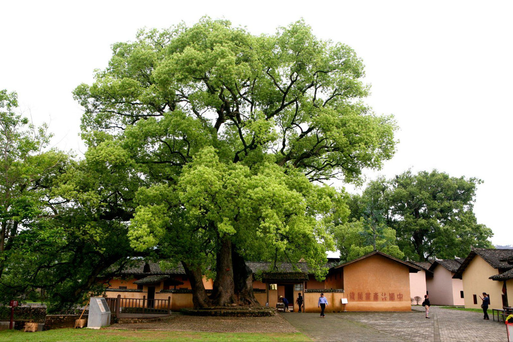 瑞金沙洲坝(红井)景区