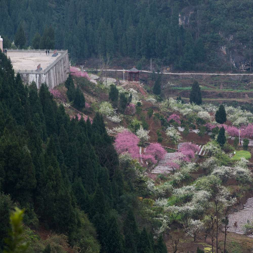 2018乌蒙花海赏花游——鸡鸣三省大峡谷 - 叙永游记攻略【携程攻略】