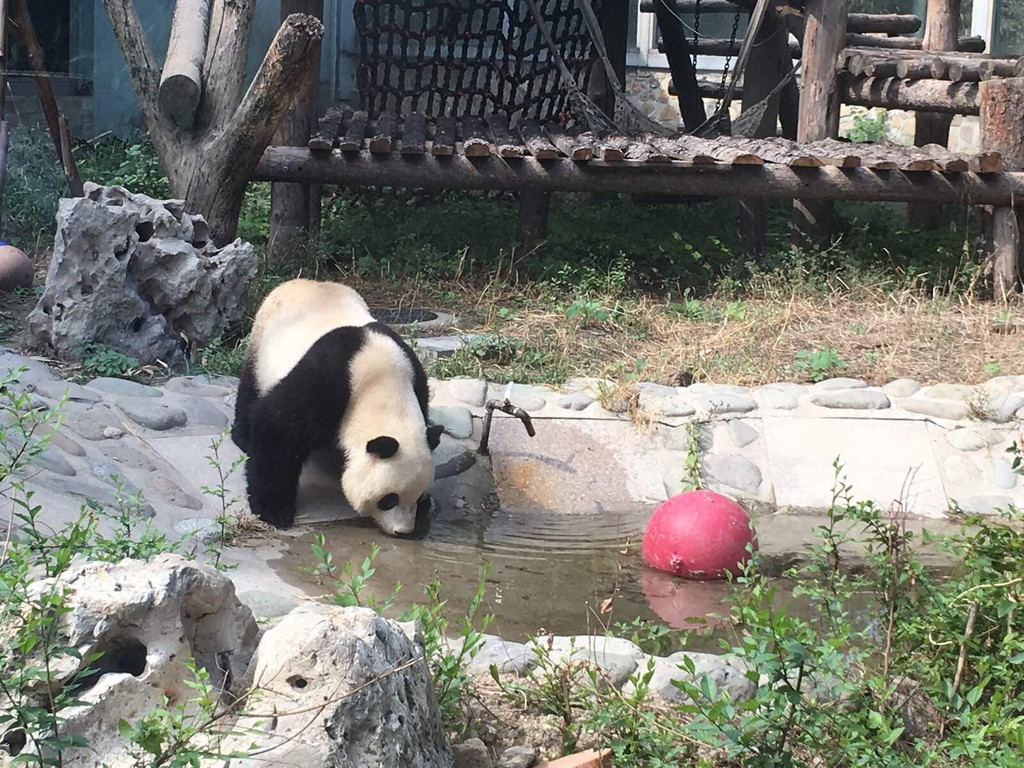 北京动物园大熊猫馆视频