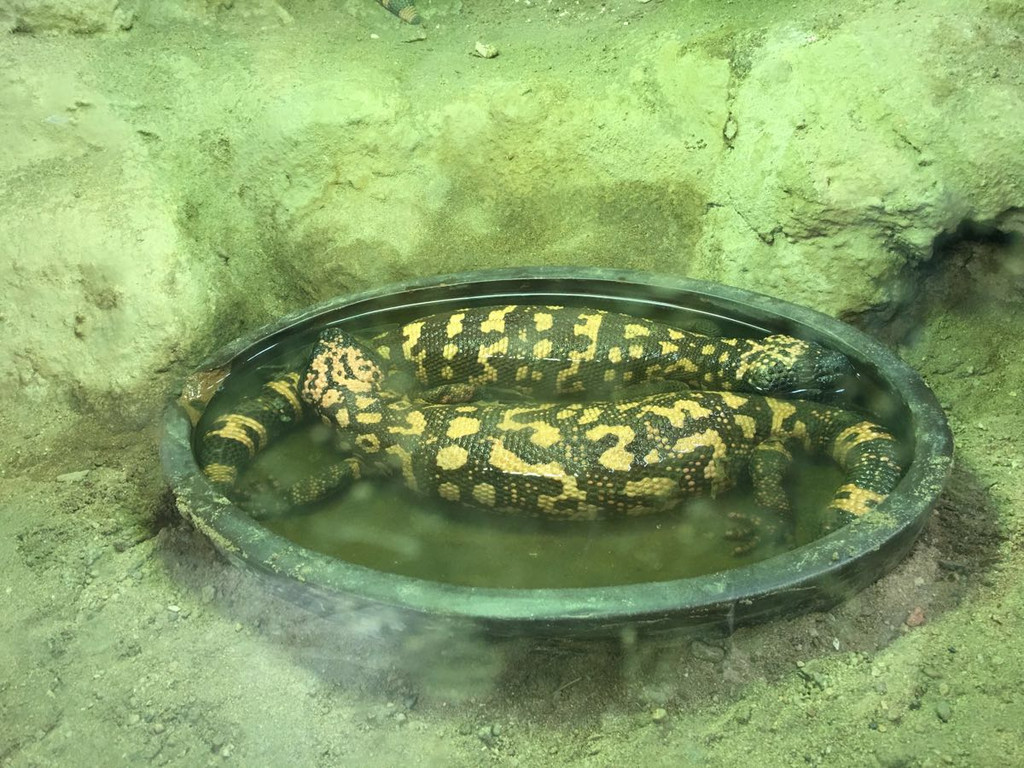                        钝尾毒蜥