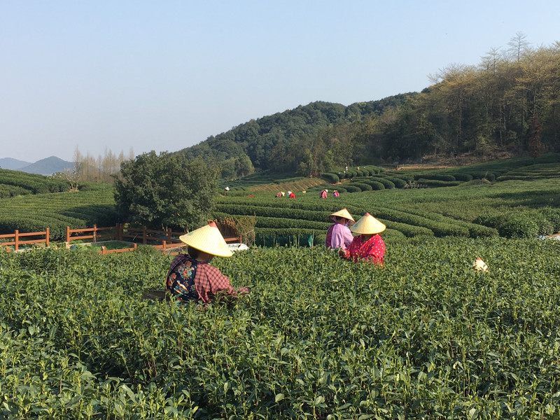 杭州龙坞茶村