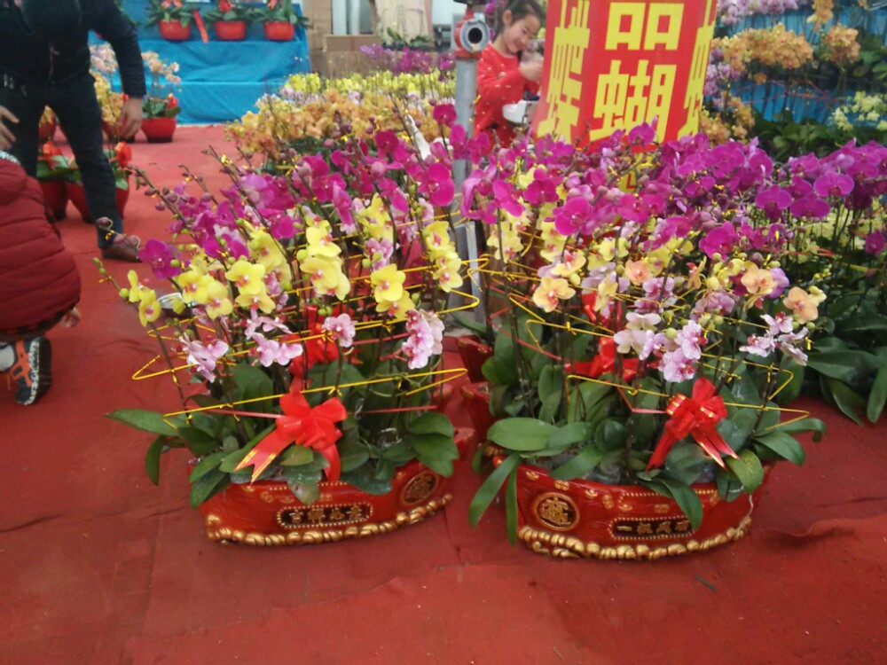 徒步青州北方花卉中心
