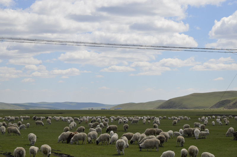 一群群的羊远看就像一坨坨的棉花散在草原上