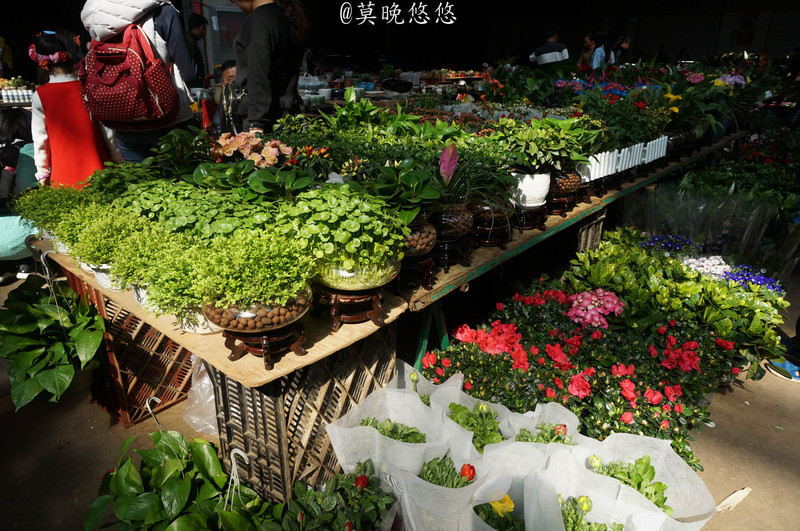 斗南花卉市场