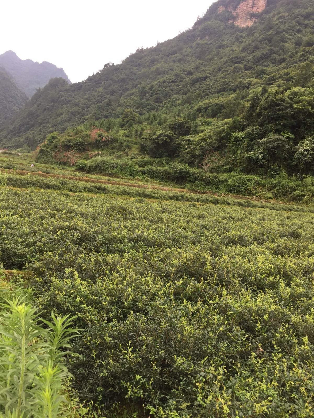 张家界旅游攻略指南? 携程攻略社区! 靠谱的旅游攻略平台,最佳的张家界自助游、自由行、自驾游、跟团旅线路,海量张家界旅游景点图片、游记、交通、美食、购物、住宿、娱乐、行程、指南等旅游攻略信息,了解更多张家界旅游信息就来携程旅游攻略。