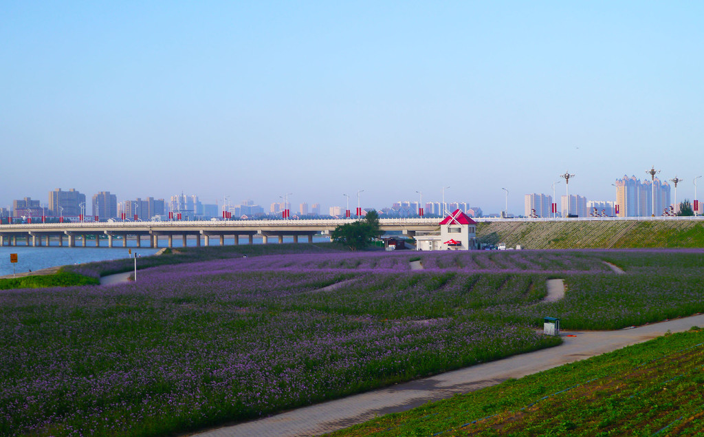 薰衣草园在通辽市哲里木大桥东北侧,辽河河畔.