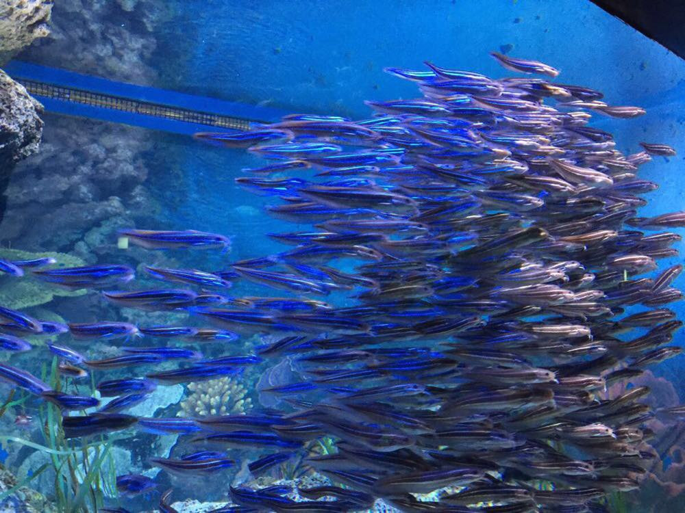 壁纸 海底 海底世界 海洋馆 水族馆 桌面 1000_750
