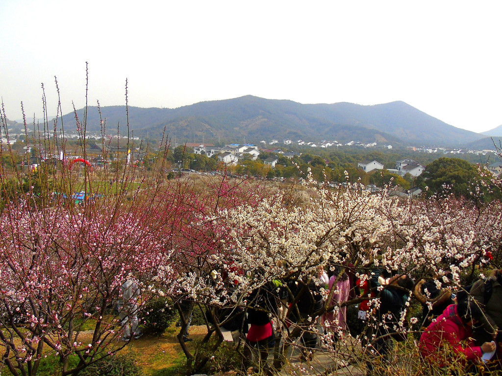 正逢赏梅好季节——去苏州—邓尉山—香雪海