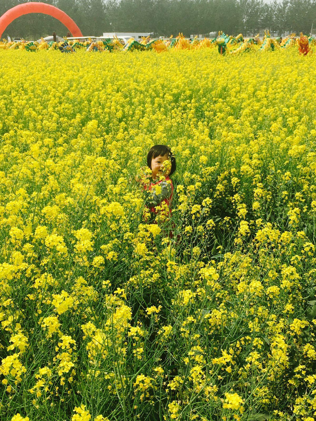 在北京看油菜花,城市之间的童话王国