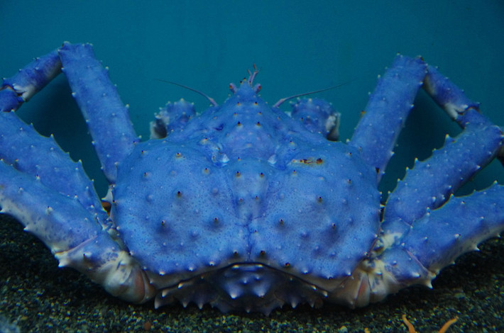                          蓝螃蟹