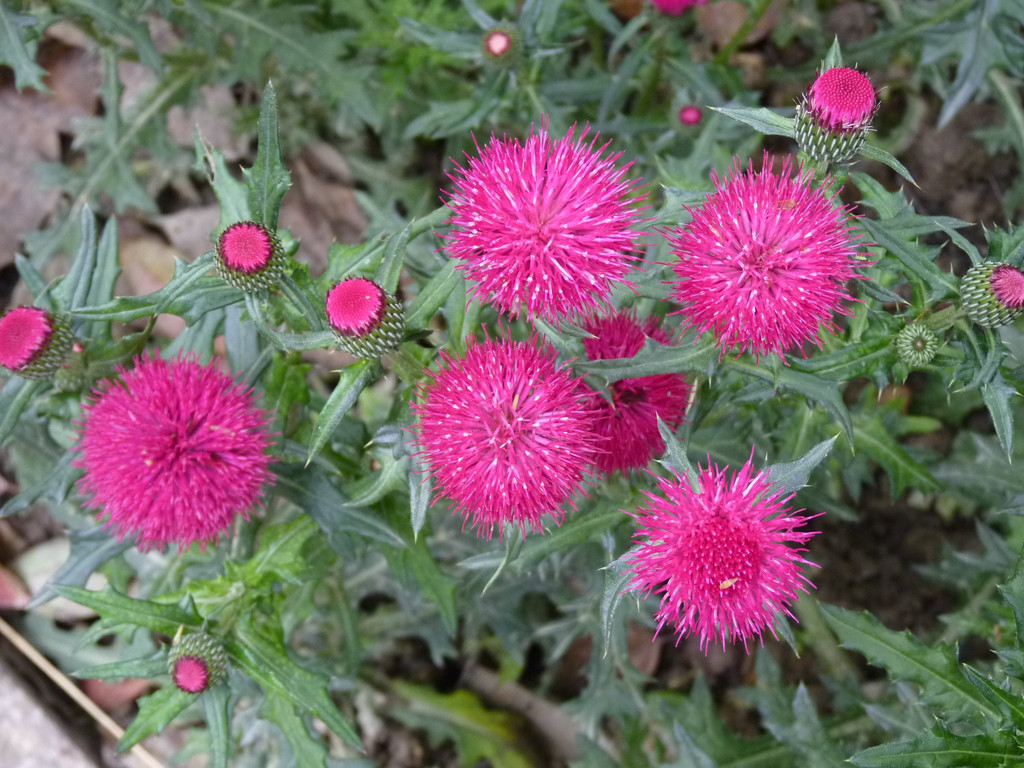                      大蓟草的花