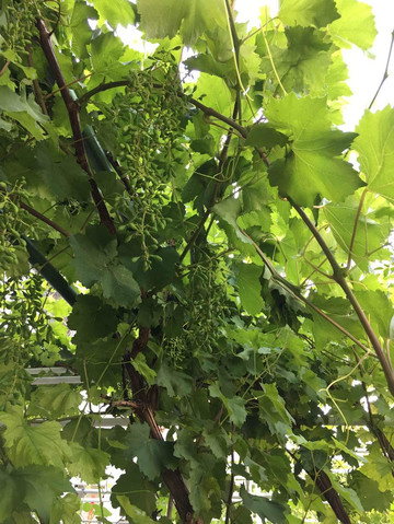                  院子里的葡萄树